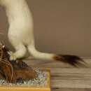 Hermelin Wiesel Winter Fell Höhe 27 cm Tierpräparat taxidermy 89.1.57