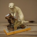 Hermelin Wiesel Winter Fell Höhe 27 cm Tierpräparat taxidermy 89.1.57