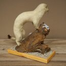 Hermelin Wiesel Winter Fell Höhe 27 cm Tierpräparat taxidermy 89.1.57