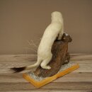 Hermelin Wiesel Winter Fell Höhe 27 cm Tierpräparat taxidermy 89.1.57