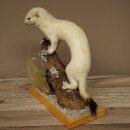 Hermelin Wiesel Winter Fell Höhe 27 cm Tierpräparat taxidermy 89.1.57