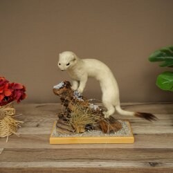 Hermelin Wiesel Winter Fell Höhe 27 cm Tierpräparat taxidermy 89.1.57