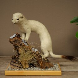 Hermelin Wiesel Winter Fell Höhe 27 cm Tierpräparat taxidermy 89.1.57