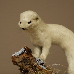 Hermelin Wiesel Winter Fell Höhe 27 cm Tierpräparat taxidermy 89.1.57