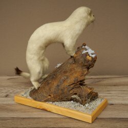 Hermelin Wiesel Winter Fell Höhe 27 cm Tierpräparat taxidermy 89.1.57