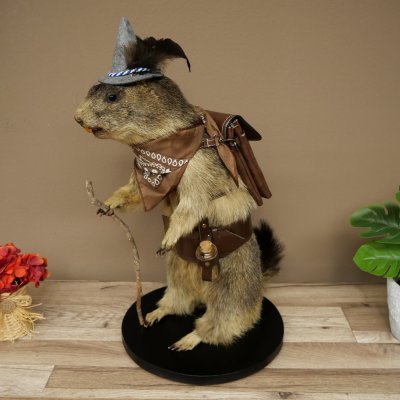 Wolpertinger: marmotta escursionista imbalsamata con cappello, zaino, sciarpa, bastone e borraccia