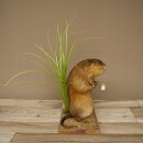 Rat musqué, rat, spécimen empaillé, décoration, animal empaillé 89.20.17