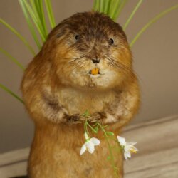 Rat musqué, rat, spécimen empaillé, décoration, animal empaillé 89.20.17