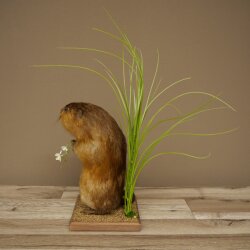 Rat musqué, rat, spécimen empaillé, décoration, animal empaillé 89.20.17