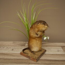 Rat musqué, rat, spécimen empaillé, décoration, animal empaillé 89.20.17