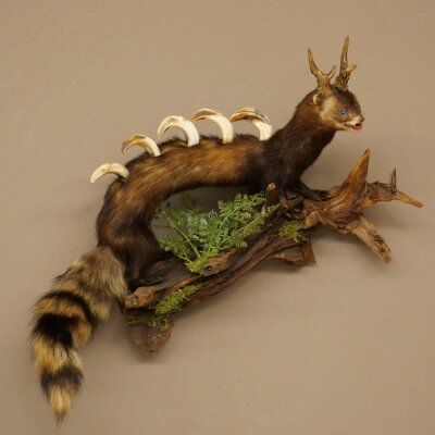 Turón Wolpertinger Wolpi, pieza taxidérmica, cuernos de corzo, colmillos de jabalí, altura 45 cm, 86.11.4