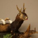 Iltis Wolpertinger Wolpi Präparat taxidermy...