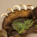Turón Wolpertinger Wolpi, pieza taxidérmica, cuernos de corzo, colmillos de jabalí, altura 45 cm, 86.11.4