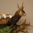 Turón Wolpertinger Wolpi, pieza taxidérmica, cuernos de corzo, colmillos de jabalí, altura 45 cm, 86.11.4