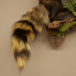 Turón Wolpertinger Wolpi, pieza taxidérmica, cuernos de corzo, colmillos de jabalí, altura 45 cm, 86.11.4