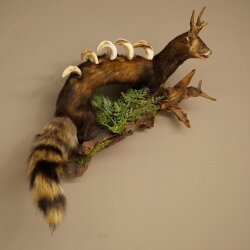 Turón Wolpertinger Wolpi, pieza taxidérmica, cuernos de corzo, colmillos de jabalí, altura 45 cm, 86.11.4