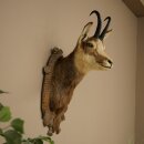 Testa di camoscio, camoscio, testa di camoscio, camoscio...