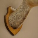 Gamskopf Gams Gamshaupt Gemse SL max. 20,2 cm Kopf Präparat Haupt auf Trophäenschild 85.13.74