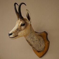 Gamskopf Gams Gamshaupt Gemse SL max. 20,2 cm Kopf Präparat Haupt auf Trophäenschild 85.13.74