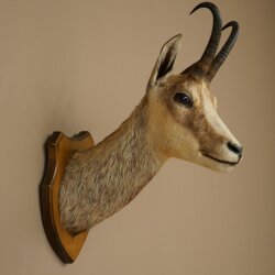 Gamskopf Gams Gamshaupt Gemse SL max. 20,2 cm Kopf Präparat Haupt auf Trophäenschild 85.13.74