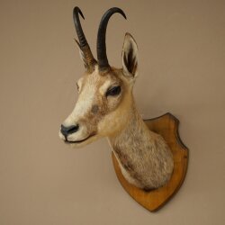 Gamskopf Gams Gamshaupt Gemse SL max. 20,2 cm Kopf Präparat Haupt auf Trophäenschild 85.13.74