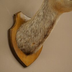 Gamskopf Gams Gamshaupt Gemse SL max. 20,2 cm Kopf Präparat Haupt auf Trophäenschild 85.13.74