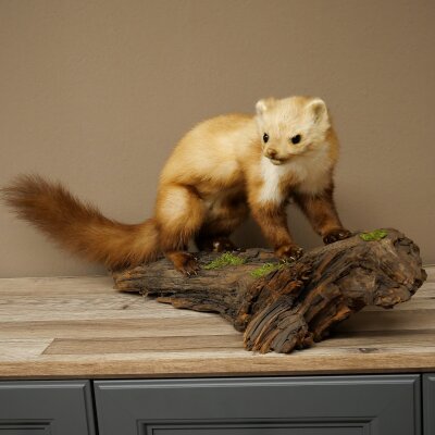 Marder Steinmarder Präparat Standpräparat Deko Höhe 30 cm Tierpräparat 89.5.250