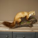 Marder Steinmarder Präparat Standpräparat Deko Höhe 30 cm Tierpräparat 89.5.250