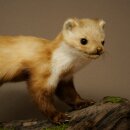 Marder Steinmarder Präparat Standpräparat Deko Höhe 30 cm Tierpräparat 89.5.250