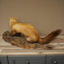 Marder Steinmarder Präparat Standpräparat Deko Höhe 30 cm Tierpräparat 89.5.250