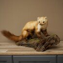 Marder Steinmarder Präparat Standpräparat Deko Höhe 30 cm Tierpräparat 89.5.250