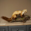 Marder Steinmarder Präparat Standpräparat Deko Höhe 30 cm Tierpräparat 89.5.250