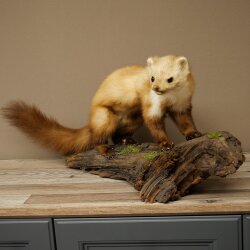 Marder Steinmarder Präparat Standpräparat Deko Höhe 30 cm Tierpräparat 89.5.250