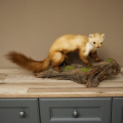 Marder Steinmarder Präparat Standpräparat Deko Höhe 30 cm Tierpräparat 89.5.250
