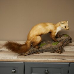 Marder Steinmarder Präparat Standpräparat Deko Höhe 30 cm Tierpräparat 89.5.250
