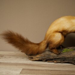 Marder Steinmarder Präparat Standpräparat Deko Höhe 30 cm Tierpräparat 89.5.250