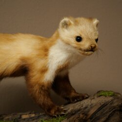 Marder Steinmarder Präparat Standpräparat Deko Höhe 30 cm Tierpräparat 89.5.250