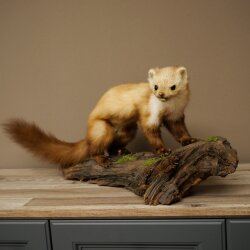 Marder Steinmarder Präparat Standpräparat Deko Höhe 30 cm Tierpräparat 89.5.250