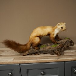 Marder Steinmarder Präparat Standpräparat Deko Höhe 30 cm Tierpräparat 89.5.250