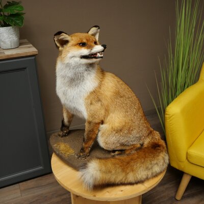 Fuchs Rotfuchs sitzend Präparat Tierpräparat Tiertrophäe Höhe 54 cm 89.8.199