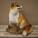 Fuchs Rotfuchs sitzend Präparat Tierpräparat Tiertrophäe Höhe 54 cm 89.8.199