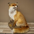 Fuchs Rotfuchs sitzend Präparat Tierpräparat Tiertrophäe Höhe 54 cm 89.8.199