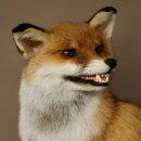 Fuchs Rotfuchs sitzend Präparat Tierpräparat Tiertrophäe Höhe 54 cm 89.8.199