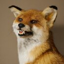Fuchs Rotfuchs sitzend Präparat Tierpräparat Tiertrophäe Höhe 54 cm 89.8.199
