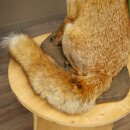 Fuchs Rotfuchs sitzend Präparat Tierpräparat Tiertrophäe Höhe 54 cm 89.8.199