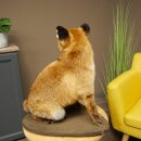 Fuchs Rotfuchs sitzend Präparat Tierpräparat Tiertrophäe Höhe 54 cm 89.8.199