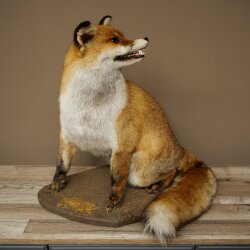Fuchs Rotfuchs sitzend Präparat Tierpräparat Tiertrophäe Höhe 54 cm 89.8.199