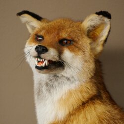 Fuchs Rotfuchs sitzend Präparat Tierpräparat Tiertrophäe Höhe 54 cm 89.8.199