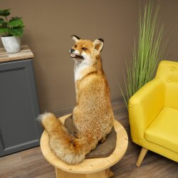 Fuchs Rotfuchs sitzend Präparat Tierpräparat Tiertrophäe Höhe 54 cm 89.8.199