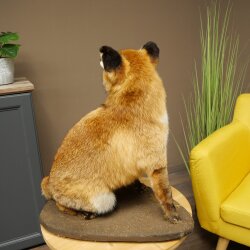 Fuchs Rotfuchs sitzend Präparat Tierpräparat Tiertrophäe Höhe 54 cm 89.8.199